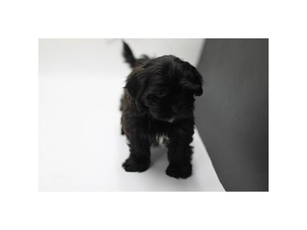 [#29493] Black / White Female Shmorkie Puppies for Sale