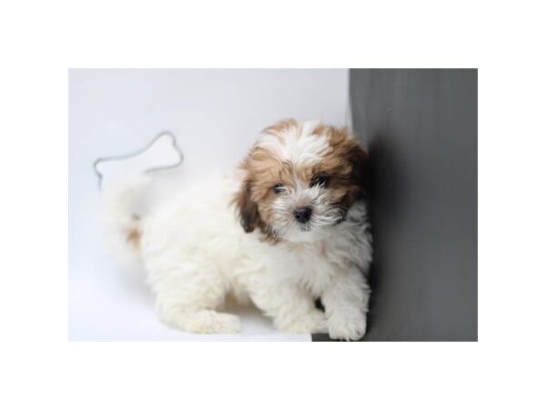 [#29497] Brown / White Female Shihpoo Puppies for Sale