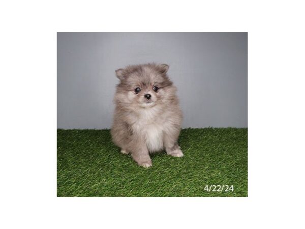[#29499] Blue Merle Male Pomeranian Puppies for Sale