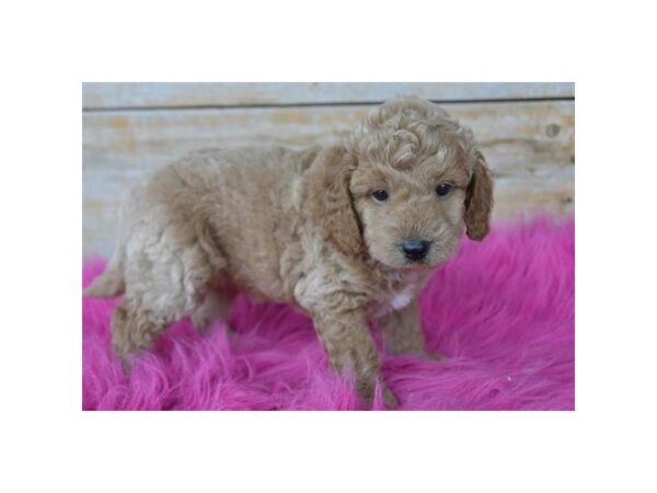 [#29507] Apricot Female Goldendoodle Mini 2nd Gen Puppies for Sale