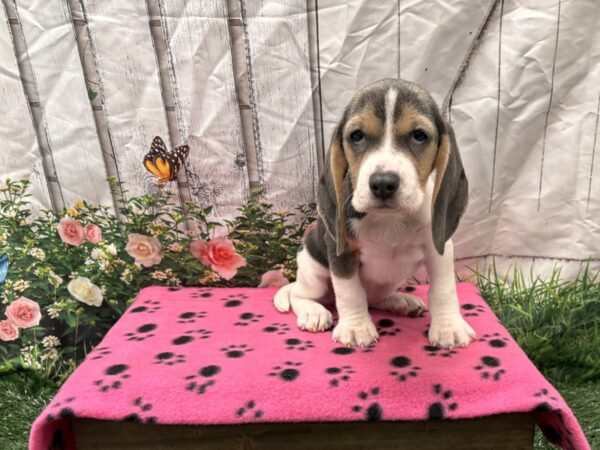 [#2221] Blue Female Beagle Puppies for Sale