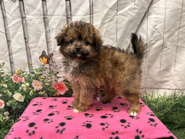 [#2220] Wolf Sable Female Pompoo Puppies for Sale