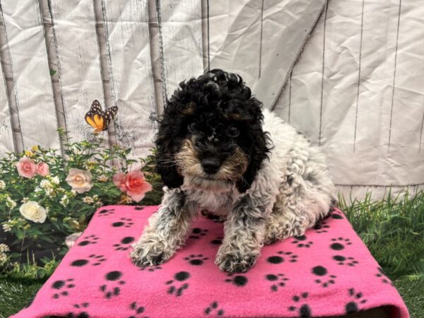 [#2217] Male Bernedoodle Mini Puppies for Sale