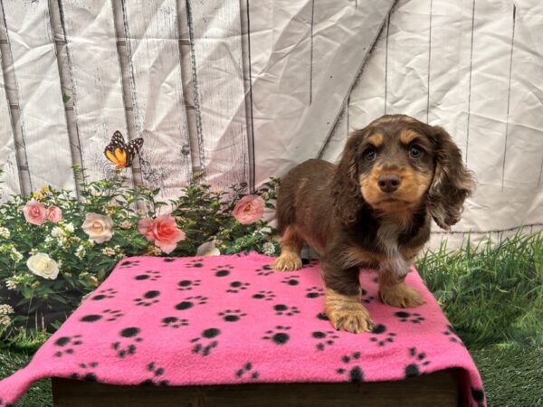[#2211] Chocolate Male Dachshund Puppies for Sale
