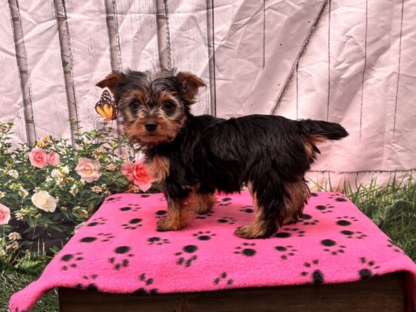 [#2206] Black / Tan Female Yorkshire Terrier Puppies for Sale