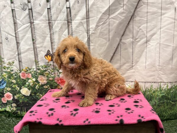 [#2208] Red / White Male Mini Goldendoodle Puppies for Sale