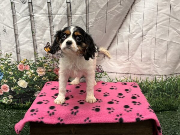 [#2207] Tri-Colored Female Cavalier King Charles Spaniel Puppies for Sale