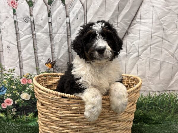 [#2213] Tri-Colored Male Bernedoodle Puppies for Sale