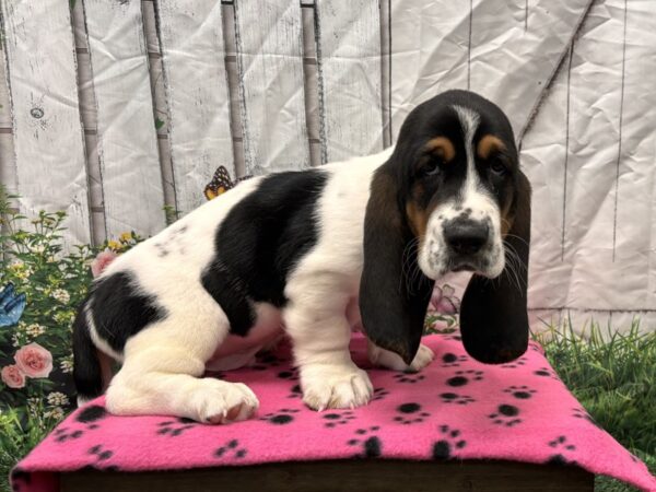 [#2215] Tri-Colored Male Basset Hound Puppies for Sale
