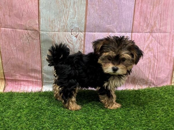 [#29495] Black / Brown Female Morkie Puppies for Sale