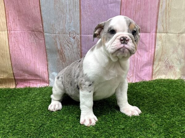 [#29491] Merle Female Victorian Bulldog Puppies for Sale