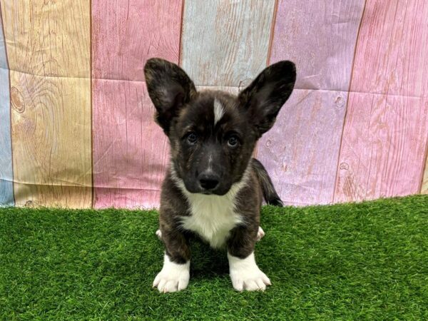 [#29487] Brindle / White Male Cardigan Welsh Corgi Puppies for Sale