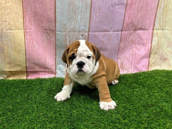 [#29486] Red / White Female English Bulldog Puppies for Sale