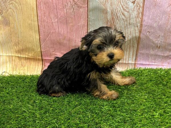 [#29481] Black / Tan Male Yorkshire Terrier Puppies for Sale