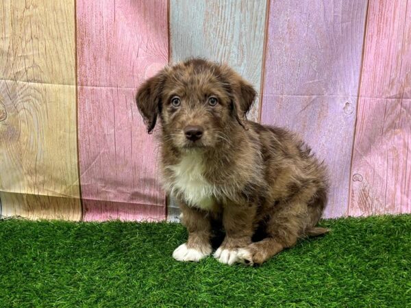 [#29472] Red Merle Male Labradoodle Mini Puppies for Sale