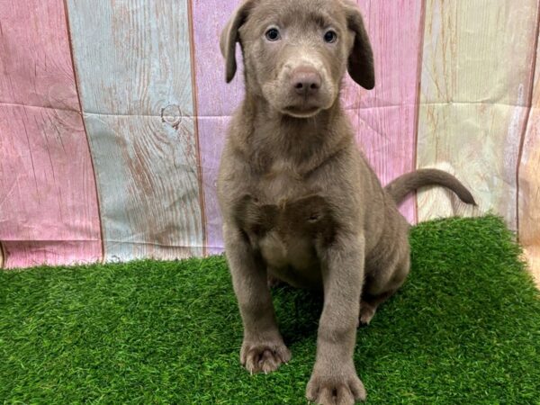 [#29471] Silver Female Labrador Retriever Puppies for Sale
