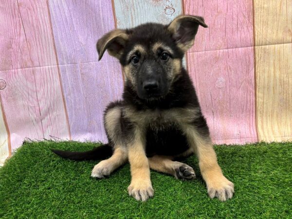[#29482] Black / Tan Female German Shepherd Dog Puppies for Sale
