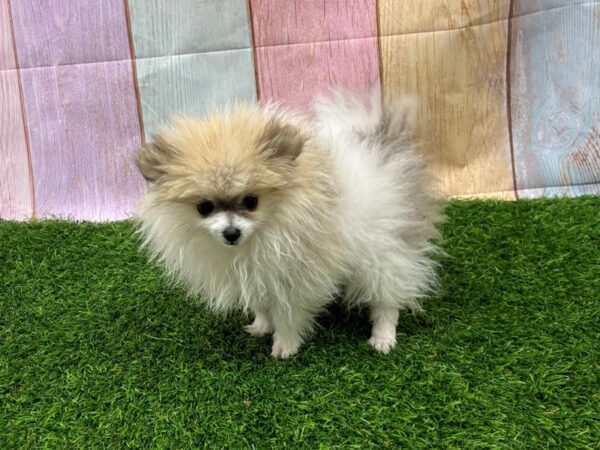 [#29462] Fawn Sable Female Pomeranian Puppies for Sale