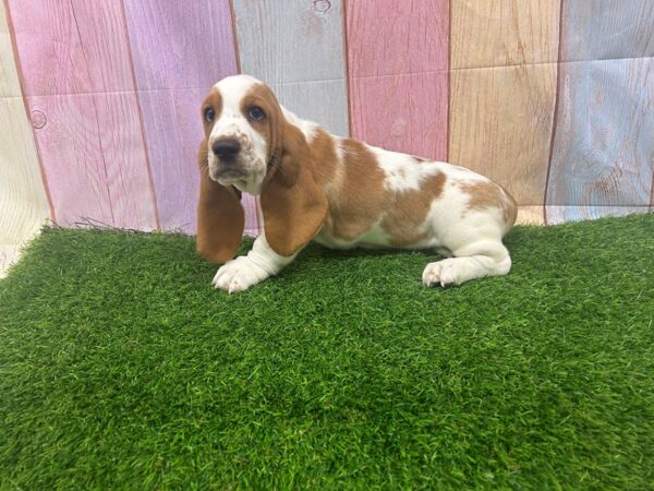 [#29518] Lemon / White Male Basset Hound Puppies for Sale