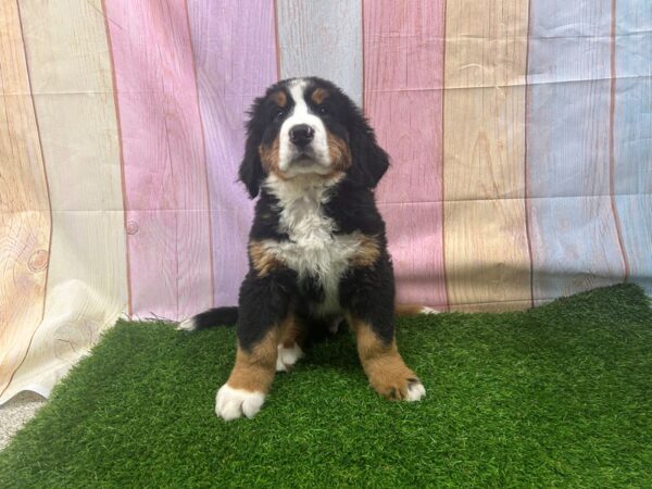 [#29519] Tri-Colored Male Bernese Mountain Dog Puppies for Sale