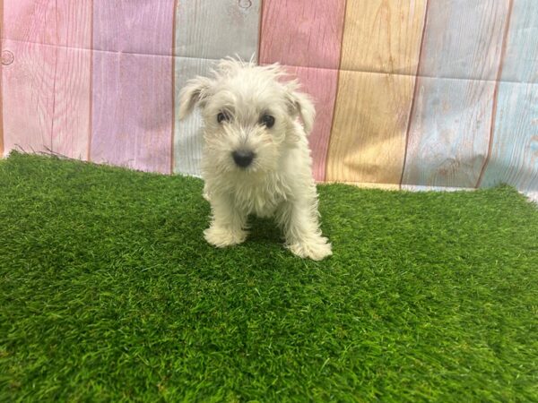 [#29521] White Female West Highland White Terrier Puppies for Sale