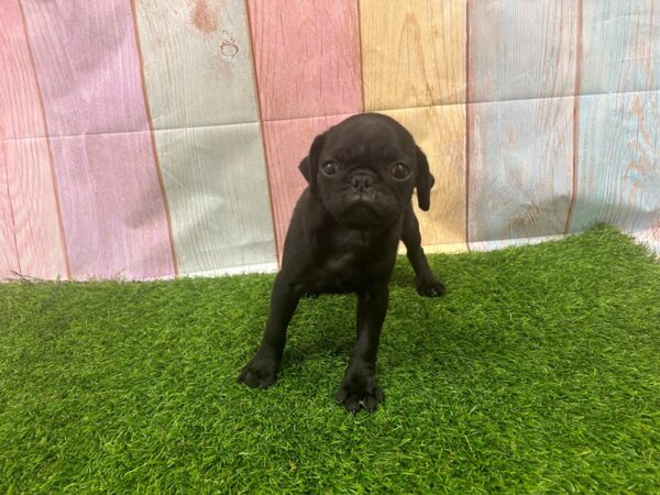 [#29529] Black Male Pug Puppies for Sale
