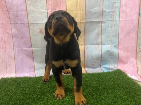 [#29516] Black / Tan Male Rottweiler Puppies for Sale