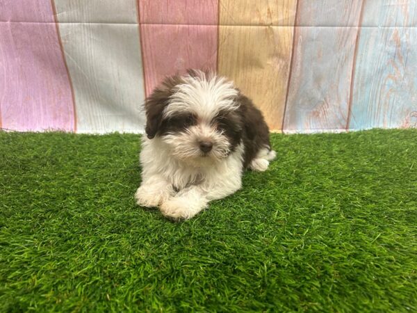 [#29513] Chocolate / White Female Havanese Puppies for Sale
