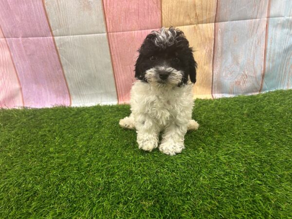 [#29515] Black / White Female Poodle Puppies for Sale