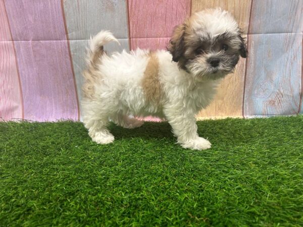 [#29524] Brown / White Female Teddy Bear Puppies for Sale