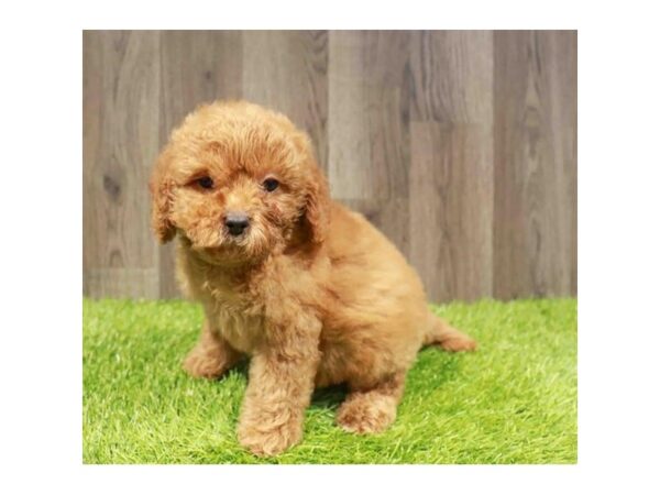 [#29542] Apricot Female Goldendoodle Mini 2nd Gen Puppies for Sale