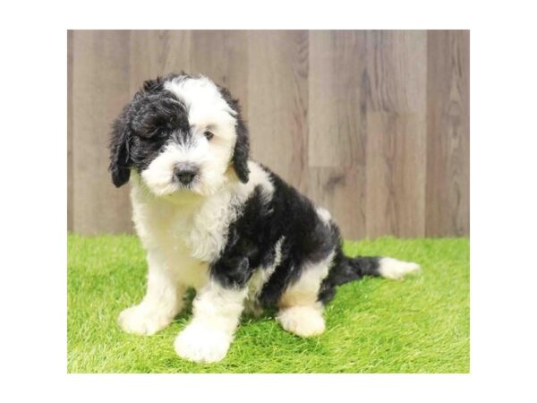 [#29544] Black / White Female Sheepadoodle Mini 2nd Gen Puppies for Sale