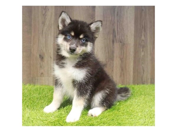 [#29543] Black / White Female Pomsky Puppies for Sale