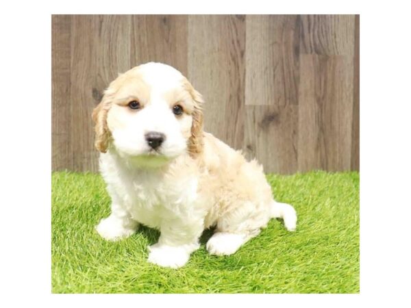 [#29541] Blenheim Male Cavachon Puppies for Sale