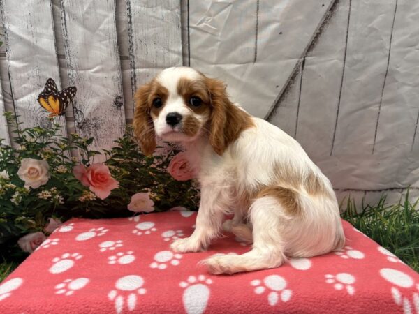 [#2240] Blenheim Female Cavalier King Charles Spaniel Puppies for Sale