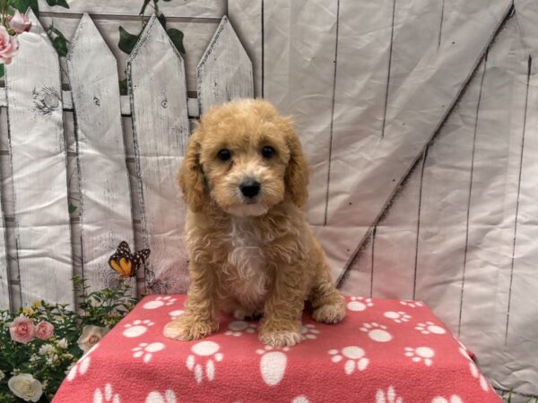 [#2236] Apricot & White Female Bichonpoo Puppies for Sale