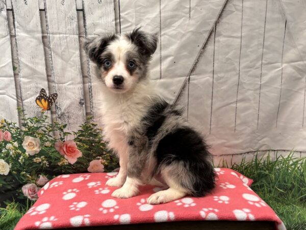[#2233] Blue Merle / White Male Miniature Australian Shepherd Puppies for Sale