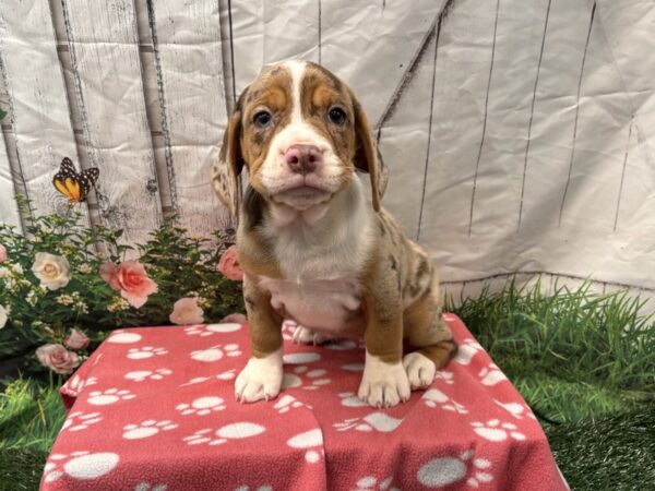 [#2232] Chocolate Merle Female Beabull Puppies for Sale