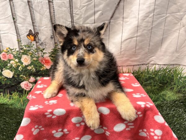 [#2237] Blue Merle Male Pomsky Puppies for Sale