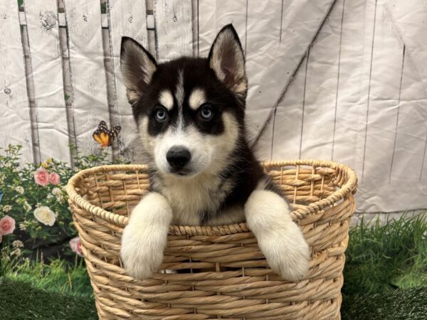 [#2235] Black / White Male Siberian Husky Puppies for Sale