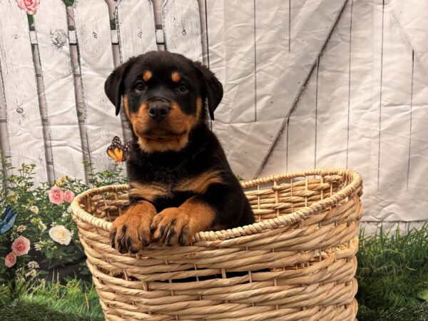[#2223] Black / Tan Female Rottweiler Puppies for Sale