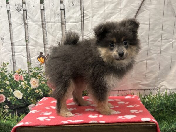 [#2225] Blue Male Pomeranian Puppies for Sale