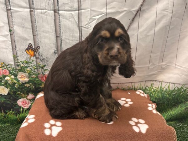 [#2242] Chocolate / White Male Cocker Spaniel Puppies for Sale