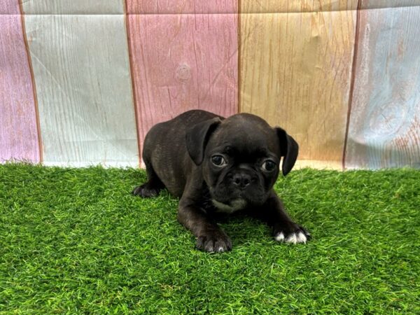 [#29536] Black Female Frenchton Puppies for Sale