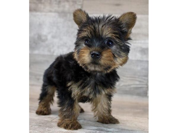 [#29553] Black / Tan Female Yorkshire Terrier Puppies for Sale