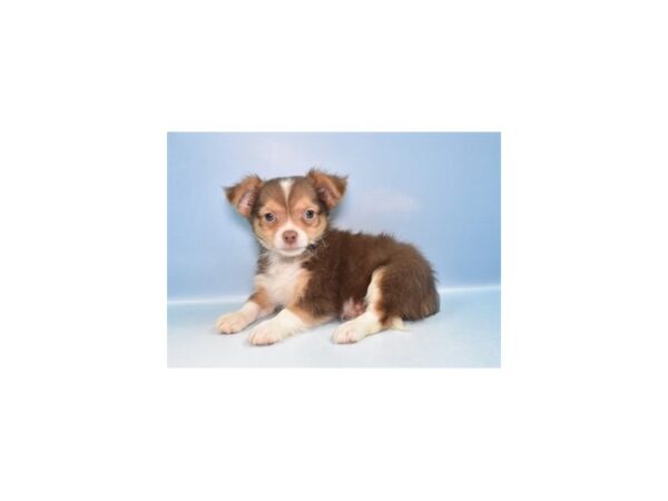 [#29557] Chocolate and Tan Male Chihuahua Puppies for Sale