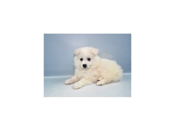 [#29556] White Female American Eskimo Puppies for Sale