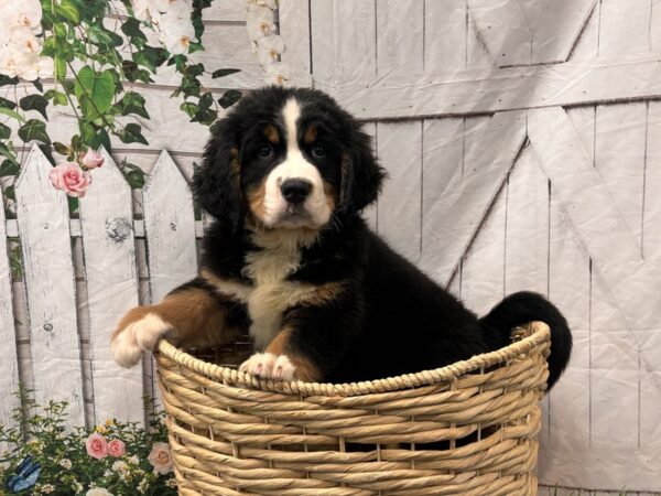 [#2271] Black Rust / White Female Bernese Mountain Dog Puppies for Sale
