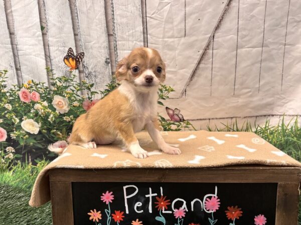 [#2264] Brown / White Female Chihuahua Puppies for Sale