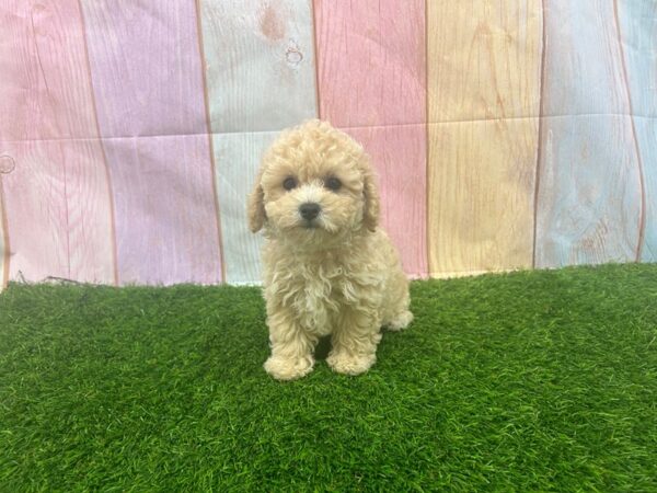 [#29570] Apricot Female Bichonpoo Puppies for Sale